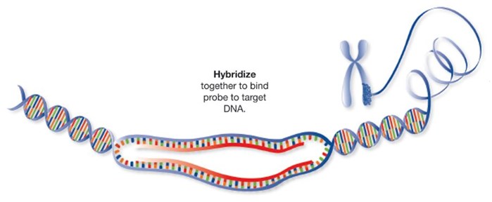 Illustration of the hybridization of the FISH probe to the target DNA