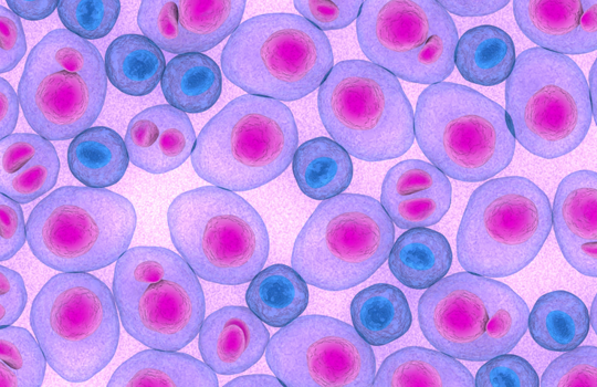 Tips to enhance FISH workflows for CD138 cells Image