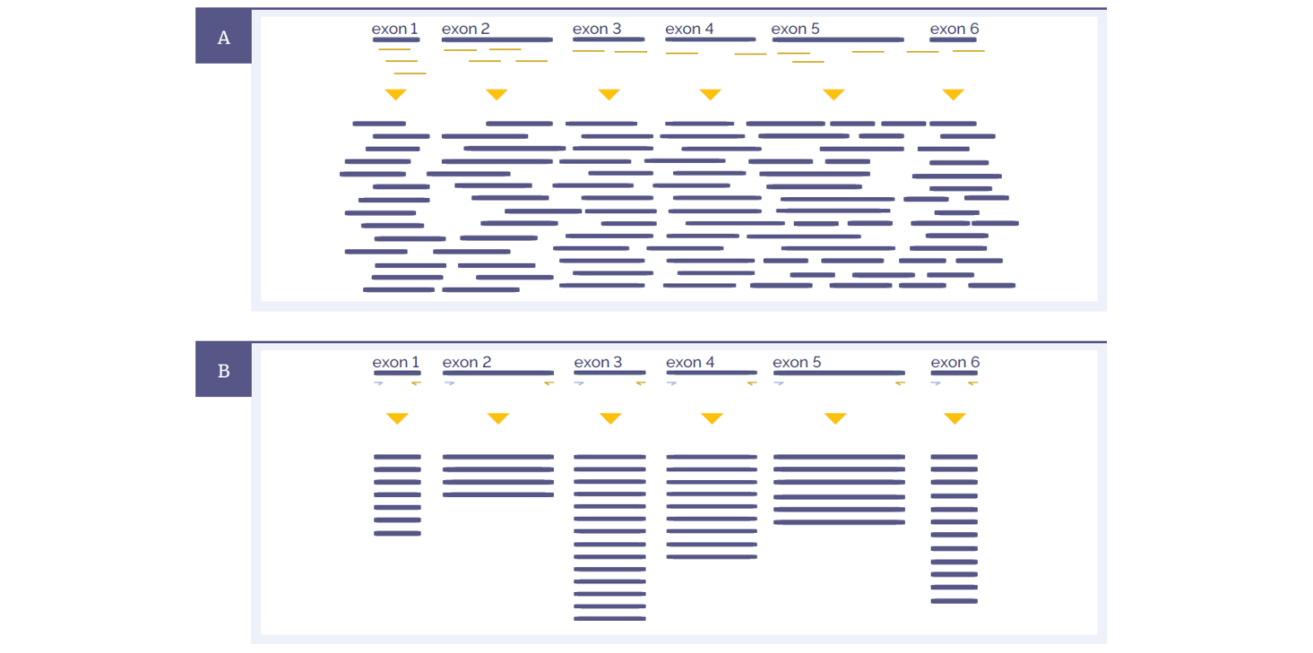 <b>Figure 1:</b> Schematic representations of amplicon and hybridisation enrichment approaches. <b>(A)</b> Hybridisation assays begin with random shearing of the genomic DNA, followed by capture using long oligonucleotide baits. Because of this random shearing, fragments captured are overlapping and unique. Baits can be tiled, overlapped and positioned to overcome challenges of repetitive sequences etc. With advanced design, capture can be made very uniform. <b>(B)</b> Amplicon assays provide less flexibility in the positioning and design of primers – primer pairs need to flank the region to be targeted. All fragments generated from a single primer set are identical, with the disadvantage that assay artefacts cannot be distinguished from genuine variation. Primer competition and preferential amplification of some regions over others will lead to non-uniform enrichment.