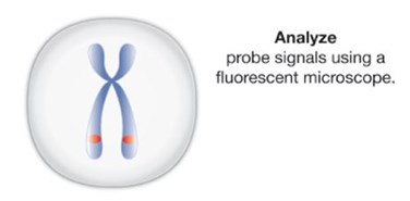 Illustration of FISH analysis using a fluorescence microscope