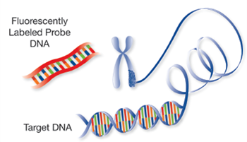 Illustration of a double stranded fluorescently labelled probe added to target DNA