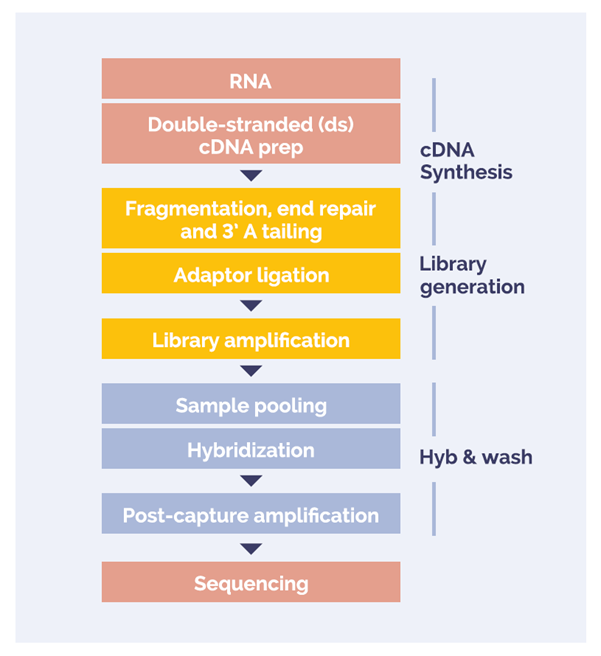 Figure 1. Universal NGS Workflow RNA to sequencer in 3 days with minimal handling time