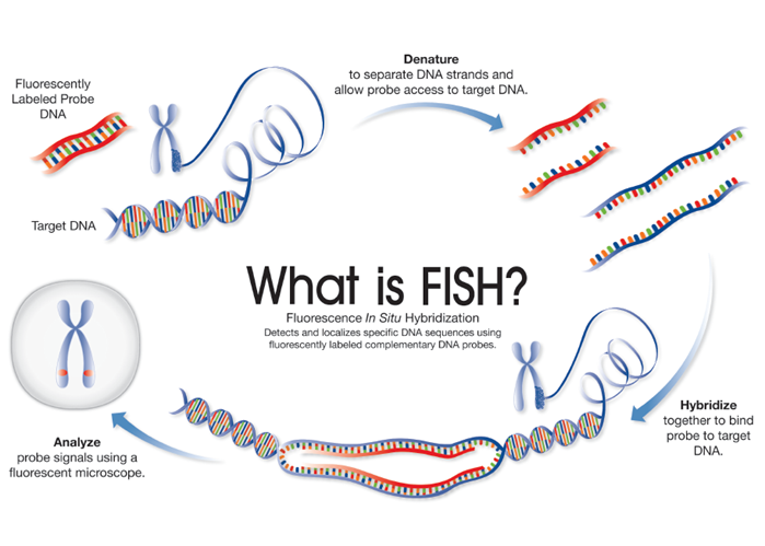 Schematic of the fluorescence in situ hybridisation (FISH) process